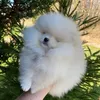 dorothypapi