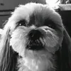 suzusige66