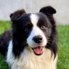 falco_border_collie_