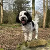 cooperthe_cockapoo