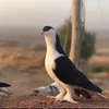 طيور الونسه