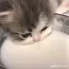 aninha.gatinhak