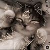 najwa_luv1