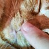 ndcatlady