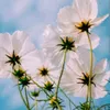 florese57