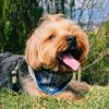 ruffolechien