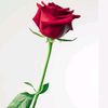 user8211623689826