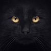 blackcat_6789