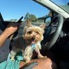 mezcal_theyorkie