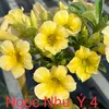 vườn  sứ   Hải RÂU
