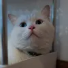 1cam1diec