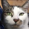 save_rosie_the_cat