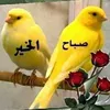 omarhamdan4301