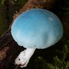 femboy_mushroom