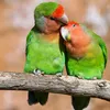 loving_birds_kuw