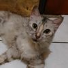 rosidjuantara