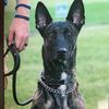 k9tank61