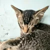 semarangkulon