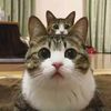 arman_086