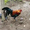 maulanaksan3