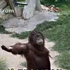 dygdiyze3lnp