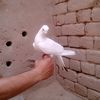 baotanha2