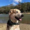 faust_el_terapeuta