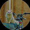 irfan3846029092807