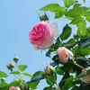 phanthuha_ph