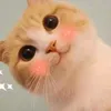 alice_2472