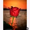 www.loulou.com8