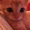 dianxass8