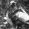 sovietspypigeon