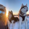 two.huskies.and.a.dove
