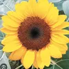 sunnytrang0901
