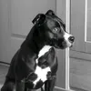 roxstaff