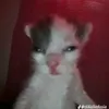 mgijgg