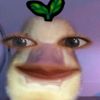 phen1_2