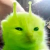 slounytesto