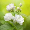 melur_jasmine