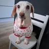 pidsthesoidog