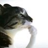 microwaved_ratzz
