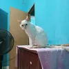 marciafatima930