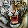 youngtiger211