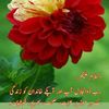 naseerahmed7292
