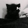 kiwi_zxcqqs0