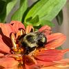 gardenerforbees7