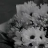 missp_t_d
