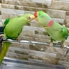 Lily MeiChi🦜