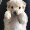 winnipuppy